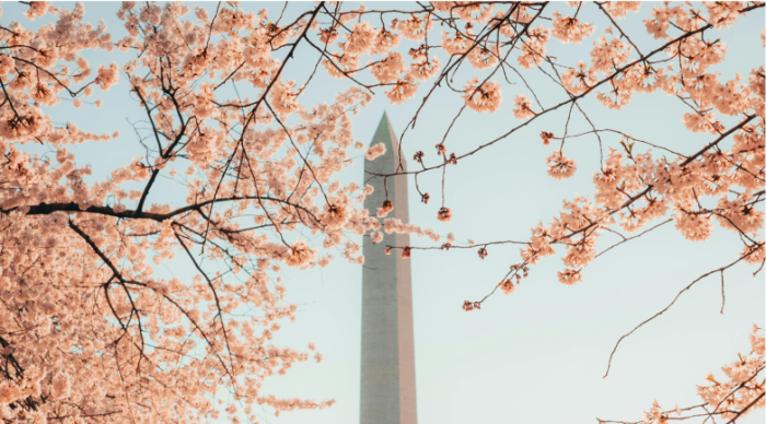 The Washington Monument 